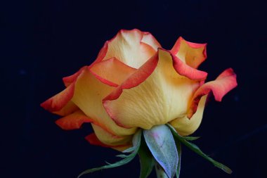 Koyu arkaplanda güzel parlak bir gül çiçeği 