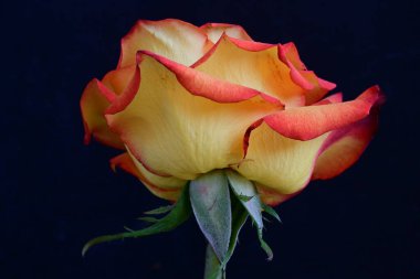 Koyu arkaplanda güzel parlak bir gül çiçeği 