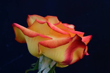 Koyu arkaplanda güzel parlak bir gül çiçeği 