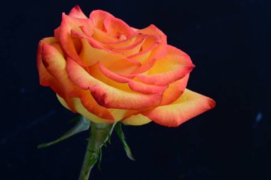 Koyu arkaplanda güzel parlak bir gül çiçeği 