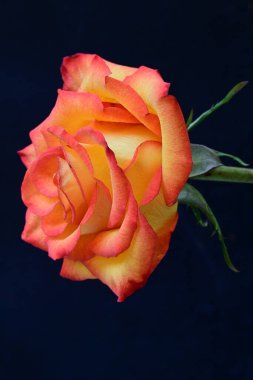 Koyu arkaplanda güzel parlak bir gül çiçeği 