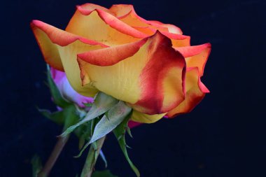 Koyu arkaplanda güzel parlak bir gül çiçeği 