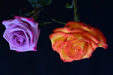 Koyu arkaplanda güzel parlak gül çiçekleri 