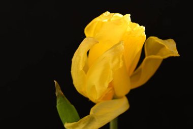 Koyu arkaplanda güzel parlak bir çiçek 