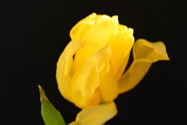 Koyu arkaplanda güzel parlak bir çiçek 