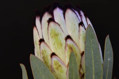 Koyu arkaplanda güzel parlak bir çiçek 