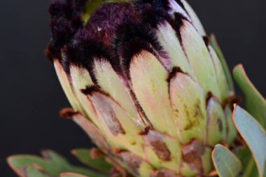 Koyu arkaplanda güzel parlak bir çiçek 