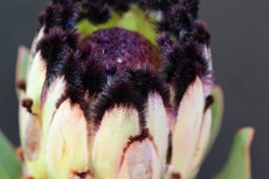 Koyu arkaplanda güzel parlak bir çiçek 