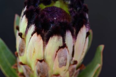 Koyu arkaplanda güzel parlak bir çiçek 