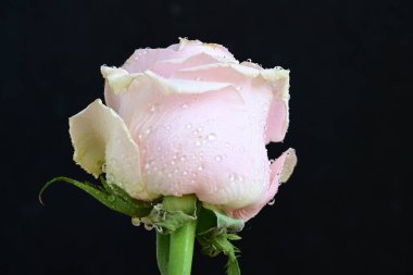 Koyu arkaplanda güzel parlak bir gül çiçeği 