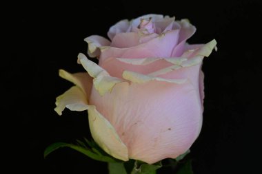 Koyu arkaplanda güzel parlak bir gül çiçeği 