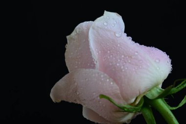 Koyu arkaplanda güzel parlak bir gül çiçeği 