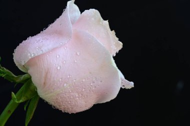 Koyu arkaplanda güzel parlak bir gül çiçeği 