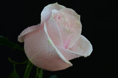 Koyu arkaplanda güzel parlak bir gül çiçeği 