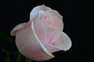 Koyu arkaplanda güzel parlak bir gül çiçeği 