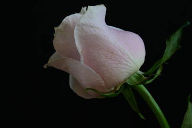 Koyu arkaplanda güzel parlak bir gül çiçeği 