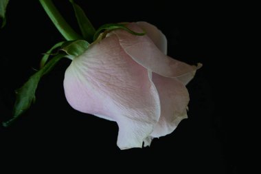 Koyu arkaplanda güzel parlak bir gül çiçeği 