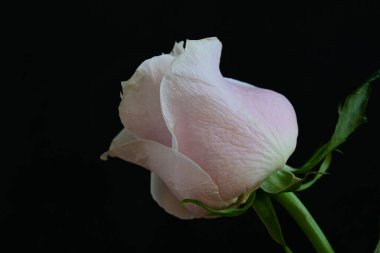 Koyu arkaplanda güzel parlak bir gül çiçeği 