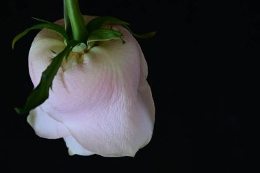 Koyu arkaplanda güzel parlak bir gül çiçeği 