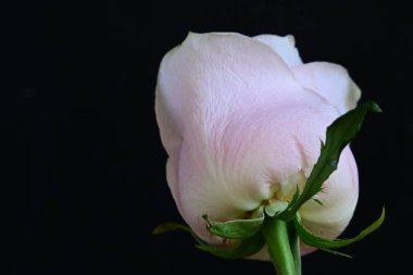 Koyu arkaplanda güzel parlak bir gül çiçeği 