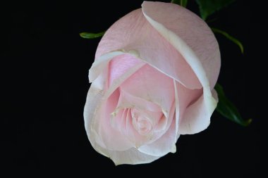 Koyu arkaplanda güzel parlak bir gül çiçeği 