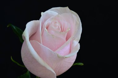 Koyu arkaplanda güzel parlak bir gül çiçeği 