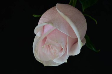 Koyu arkaplanda güzel parlak bir gül çiçeği 