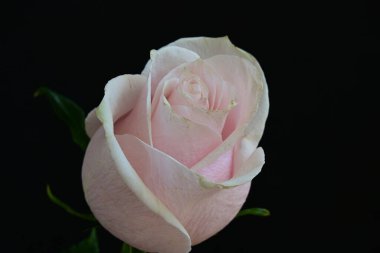 Koyu arkaplanda güzel parlak bir gül çiçeği 