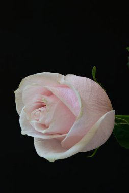 Koyu arkaplanda güzel parlak bir gül çiçeği 