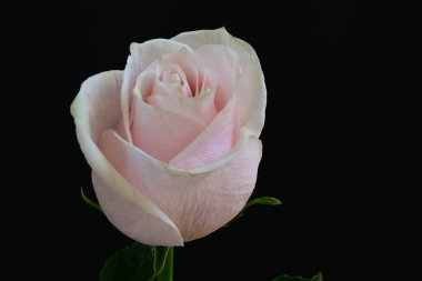 Koyu arkaplanda güzel parlak bir gül çiçeği 