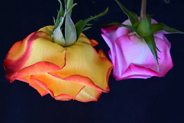 beautiful  bright rose flowers on dark background