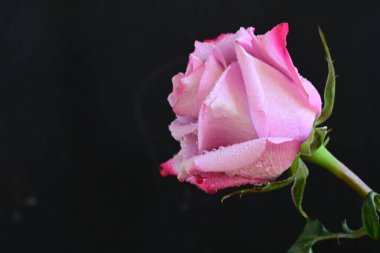 Koyu arkaplanda güzel parlak bir gül çiçeği 