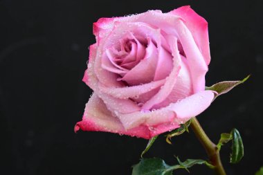 Koyu arkaplanda güzel parlak bir gül çiçeği 