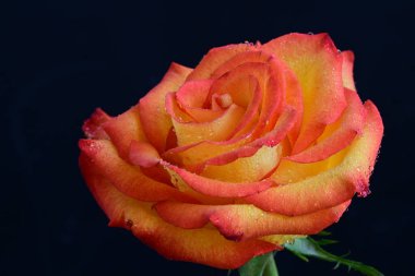 Koyu arkaplanda güzel parlak bir gül çiçeği 