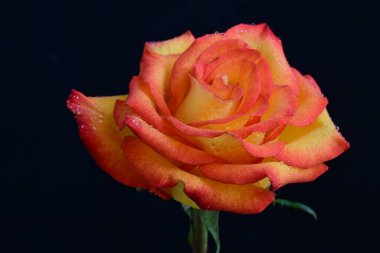 Koyu arkaplanda güzel parlak bir gül çiçeği 