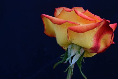 Koyu arkaplanda güzel parlak bir gül çiçeği 