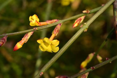 Ağaçta yetişen sarı çiçekler