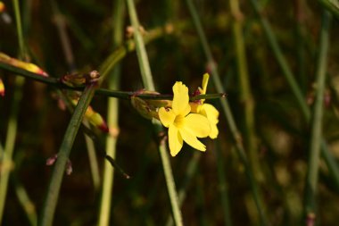 Ağaçta yetişen sarı çiçekler