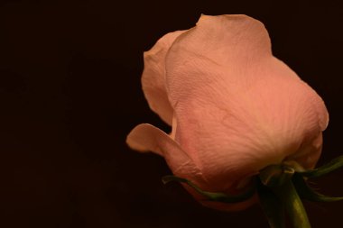 Koyu arkaplanda güzel parlak bir gül çiçeği 