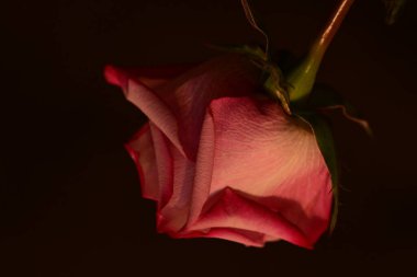 Koyu arkaplanda güzel parlak bir gül çiçeği 