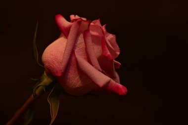 Koyu arkaplanda güzel parlak bir gül çiçeği 