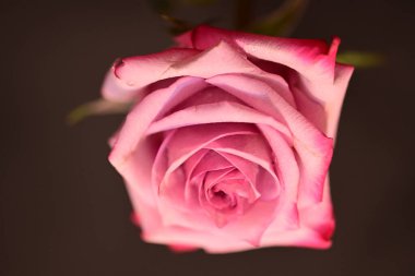 Koyu arkaplanda güzel parlak bir gül çiçeği 