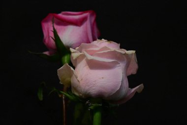 Koyu arkaplanda güzel parlak çiçekler 