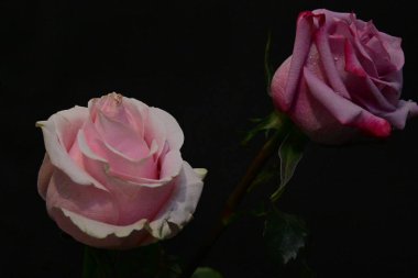 Koyu arkaplanda güzel parlak çiçekler 