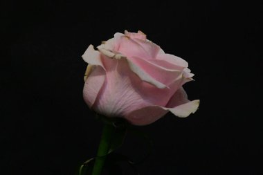 Koyu arkaplanda güzel parlak bir gül çiçeği 