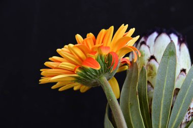 Koyu arkaplanda güzel parlak çiçekler 