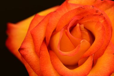 Koyu arkaplanda güzel parlak bir gül çiçeği 