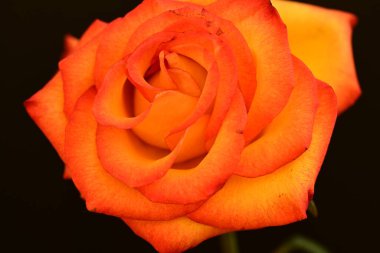 Koyu arkaplanda güzel parlak bir gül çiçeği 