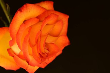 Koyu arkaplanda güzel parlak bir gül çiçeği 