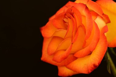 Koyu arkaplanda güzel parlak bir gül çiçeği 